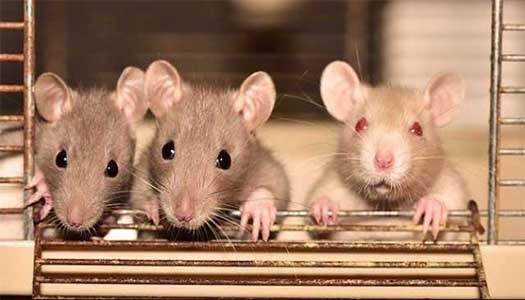 Những điều thú vị mà bạn chưa biết về loài chuột nhà